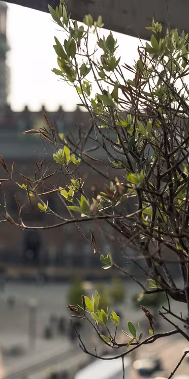 Et lite tre med grønne blader i forgrunnen, med utsikt over et uskarpt bybilde med en historisk bygning og et stort åpent torg. Sollyset skaper en myk, varm atmosfære.