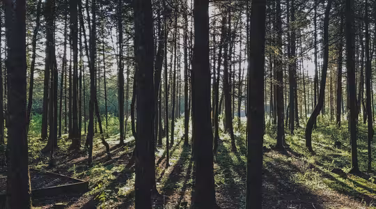 En solbelyst skog med høye, slanke trær som kaster lange skygger på bakken. Lyset filtrerer gjennom den tette kalesjen, og skaper et mønster av lys og skygge på skogbunnen. Sparsom underskog er synlig, og scenen er rolig og rolig.